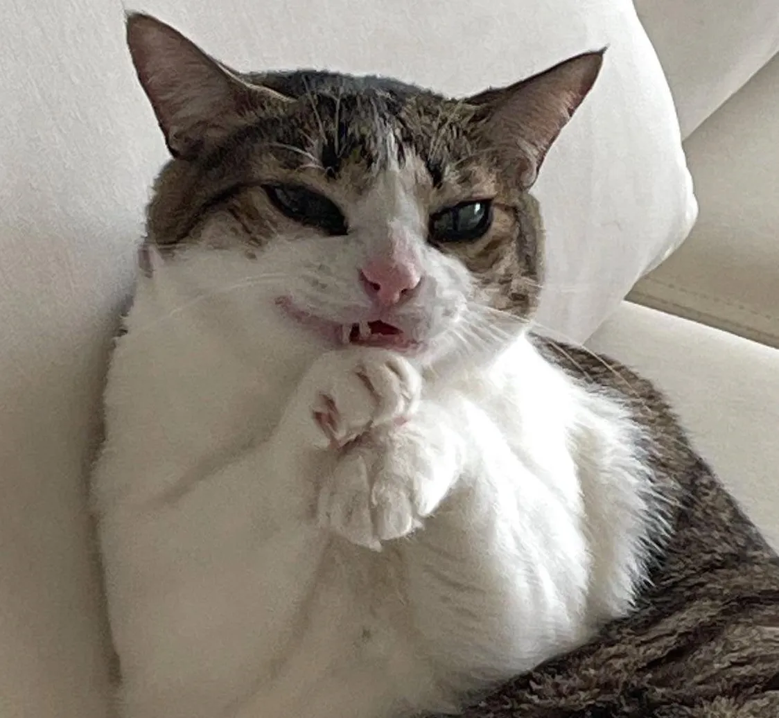 Cat rubbing their paws together while giggling evily